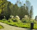 Basura, maleza y ratas